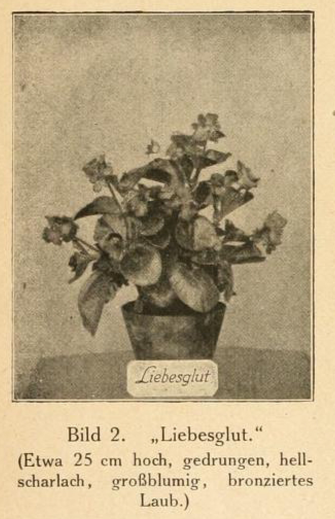 B. ‘Liebesglut’